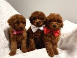 En Güzel Toy Poodle Bebekler Bizdee