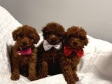 En güzel toy poodle bebekler bizdee