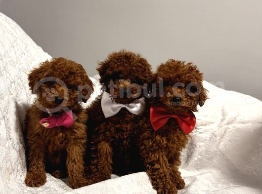 En Güzel Toy Poodle Bebekler Bizdee