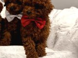 En Güzel Toy Poodle Bebekler Bizdee