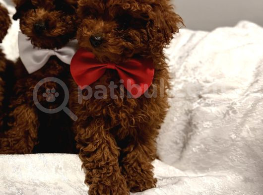 En Güzel Toy Poodle Bebekler Bizdee görsel