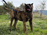 SCR Lİ ESTETİKLİ DEV PRESA CANARİO BEBEK