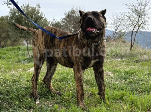 Scr Li̇ Esteti̇kli̇ Dev Presa Canari̇o Bebek