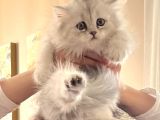 Tatli Bebek Silver Chinchilla