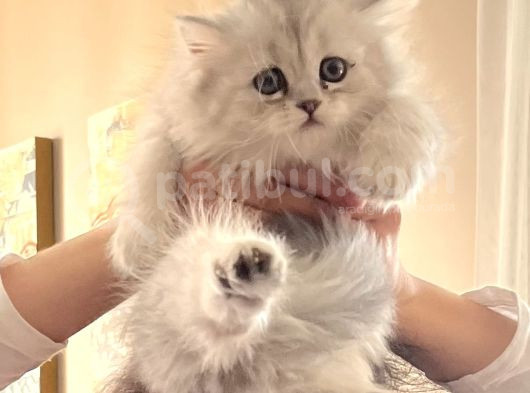 Tatli Bebek Silver Chinchilla görsel