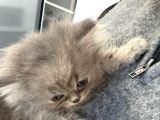 2 Aylık Erkek British Longhair