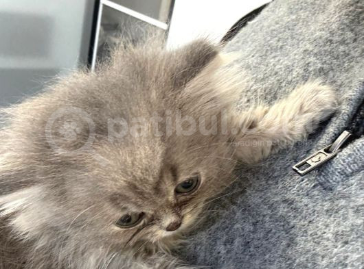 2 Aylık Erkek British Longhair görsel