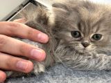 2 Aylık Erkek British Longhair