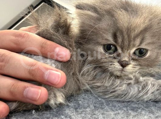 2 Aylık Erkek British Longhair görsel