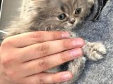 2 aylık Erkek British Longhair