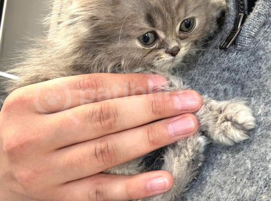 2 Aylık Erkek British Longhair