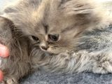 2 Aylık Erkek British Longhair