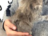 2 Aylık Erkek British Longhair