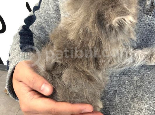 2 Aylık Erkek British Longhair görsel