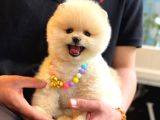 Pomerani̇an Boo Teacup Kali̇teli̇ Yavrular Hazir