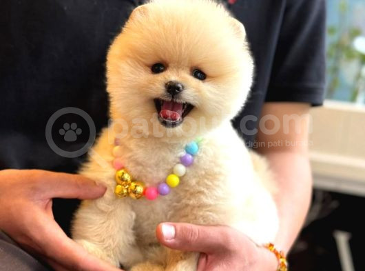 Pomerani̇an Boo Teacup Kali̇teli̇ Yavrular Hazir görsel