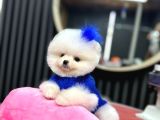 Pomerani̇an Boo Teacup Kali̇teli̇ Yavrular Hazir