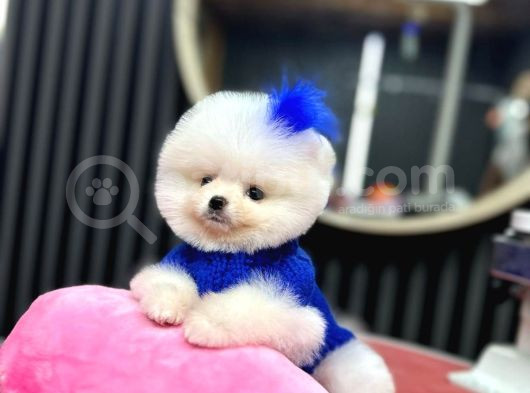 Pomerani̇an Boo Teacup Kali̇teli̇ Yavrular Hazir görsel