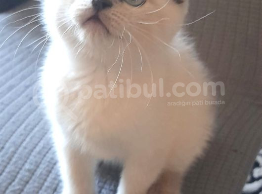 Scotti̇sh Yavrular Hazir görsel