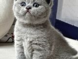 Yusyuvarlak Kafa Gri British Shorthair