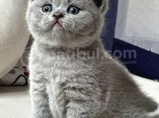 Yusyuvarlak Kafa Gri British Shorthair görsel