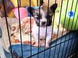 Papillon Yavrular
