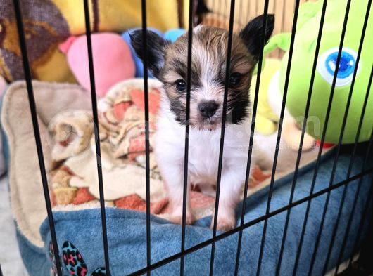 Papillon Yavrular görsel