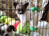 Papillon Yavrular