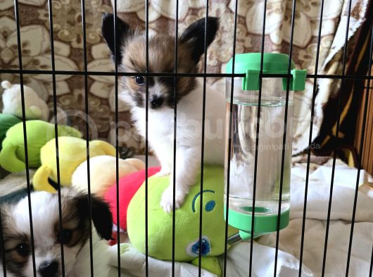 Papillon Yavrular