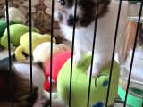 Papillon Yavrular