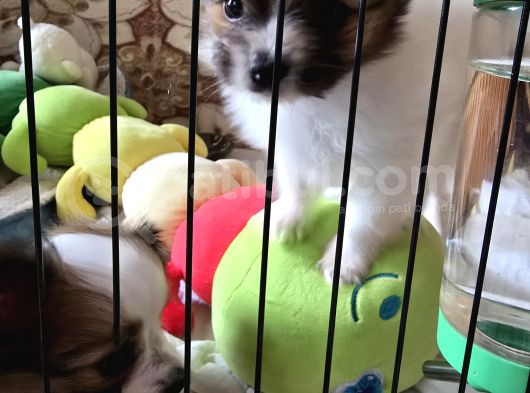 Papillon Yavrular görsel