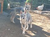 Wolfdog yavruları