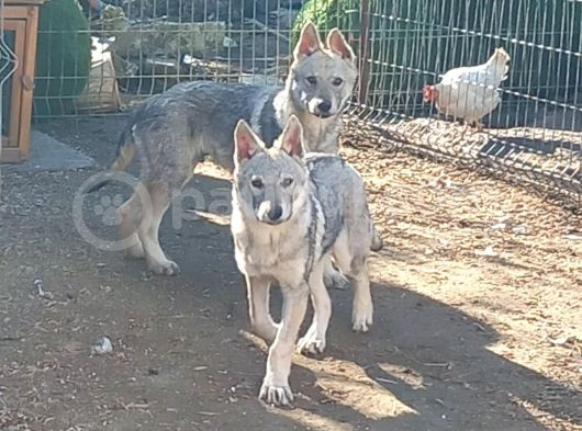 Wolfdog Yavruları