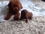 Petmode Köpek Çiftliğinden Kore Toy Poodle Yavrularımız