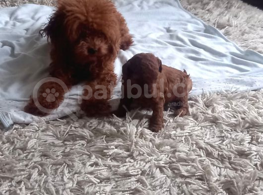 Petmode Köpek Çiftliğinden Kore Toy Poodle Yavrularımız görsel