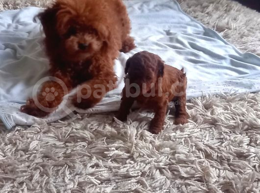 Petmode Köpek Çiftliğinden Kore Toy Poodle Yavrularımız görsel
