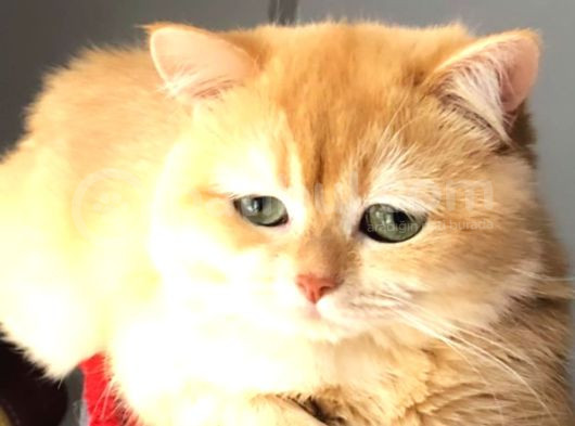A Kalite Bri̇ti̇sh Shorthai̇r Golden Yeri̇şki̇n  Erkek görsel