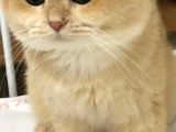 A Kalite Bri̇ti̇sh Shorthai̇r Golden Yeri̇şki̇n  Erkek