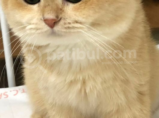 A Kalite Bri̇ti̇sh Shorthai̇r Golden Yeri̇şki̇n  Erkek görsel