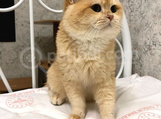 A Kalite Bri̇ti̇sh Shorthai̇r Golden Yeri̇şki̇n  Erkek
