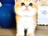 A Kalite Bri̇ti̇sh Shorthai̇r Golden  Yavrular