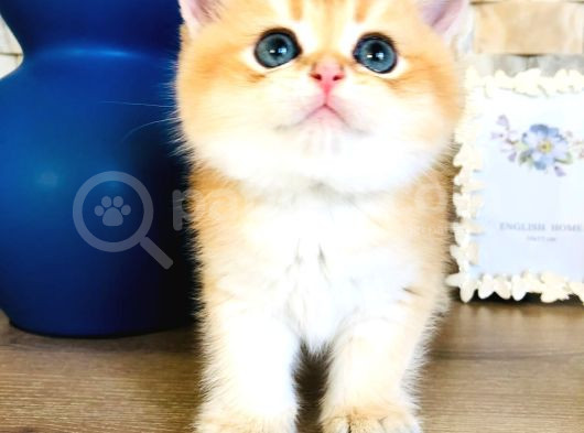 A Kalite Bri̇ti̇sh Shorthai̇r Golden  Yavrular görsel