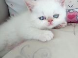 Üst Kali̇te Exoti̇c Shorthai̇r Bebekler