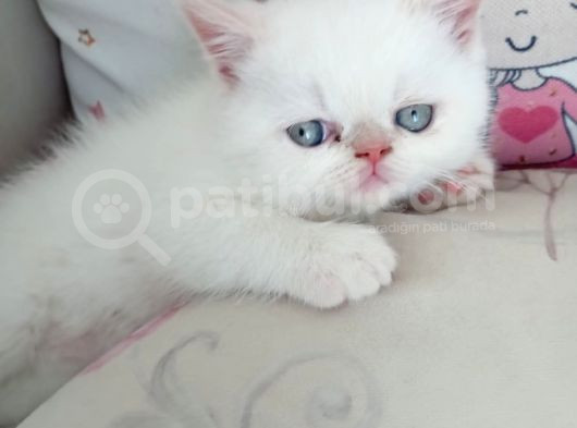 Üst Kali̇te Exoti̇c Shorthai̇r Bebekler görsel
