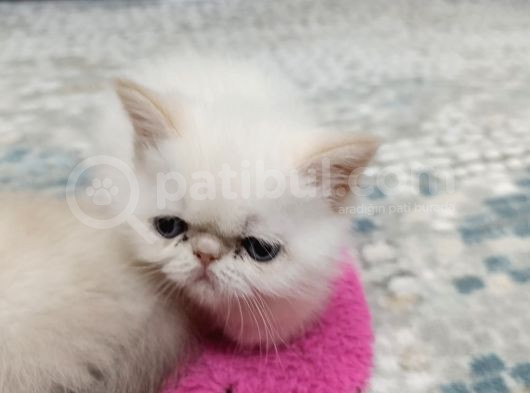 Üst Kali̇te Exoti̇c Shorthai̇r Bebekler görsel