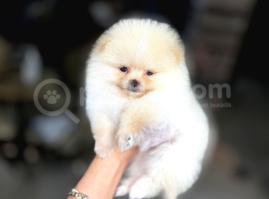 Pomerian Bebeklerimiz görsel