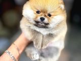 Pomerian bebeklerimiz