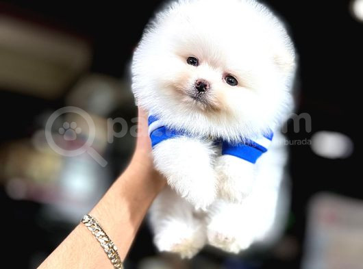 Pomerian Bebeklerimiz görsel