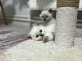Oyuncu Safkan Sağlıklı Yavrular