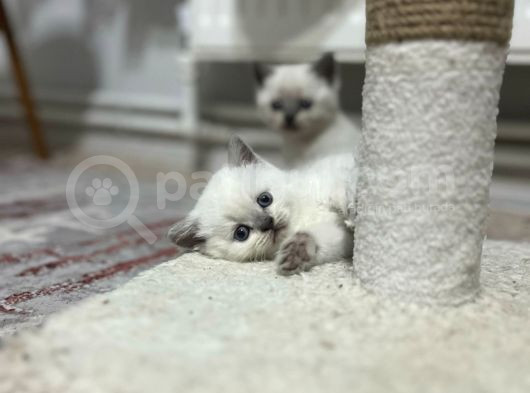 Oyuncu Safkan Sağlıklı Yavrular görsel